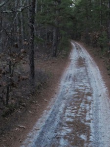 A sand road in the South Jersey Pines, January 2014